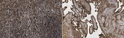 Heparanase-1, Rabbit anti-Human, Mouse, Polyclonal, Millipore Sigma:Antibodies:Primary